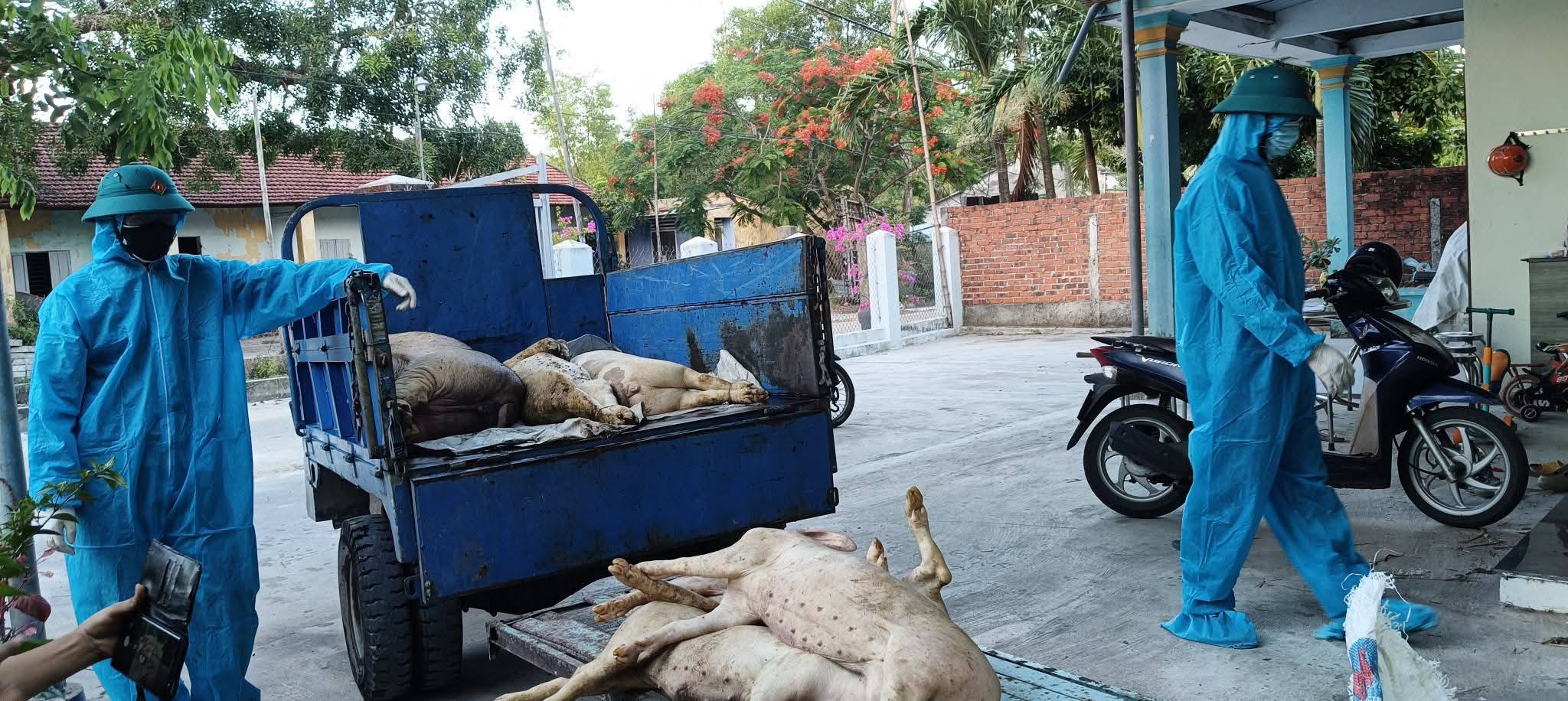 Xuất hiện dịch tả heo châu Phi tại Đà Nẵng - Ảnh 1.