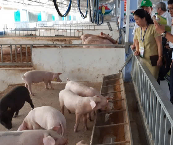 Huế khuyến cáo nóng trước tình hình dịch tả heo châu Phi lan rộng ở miền Trung- Ảnh 2.