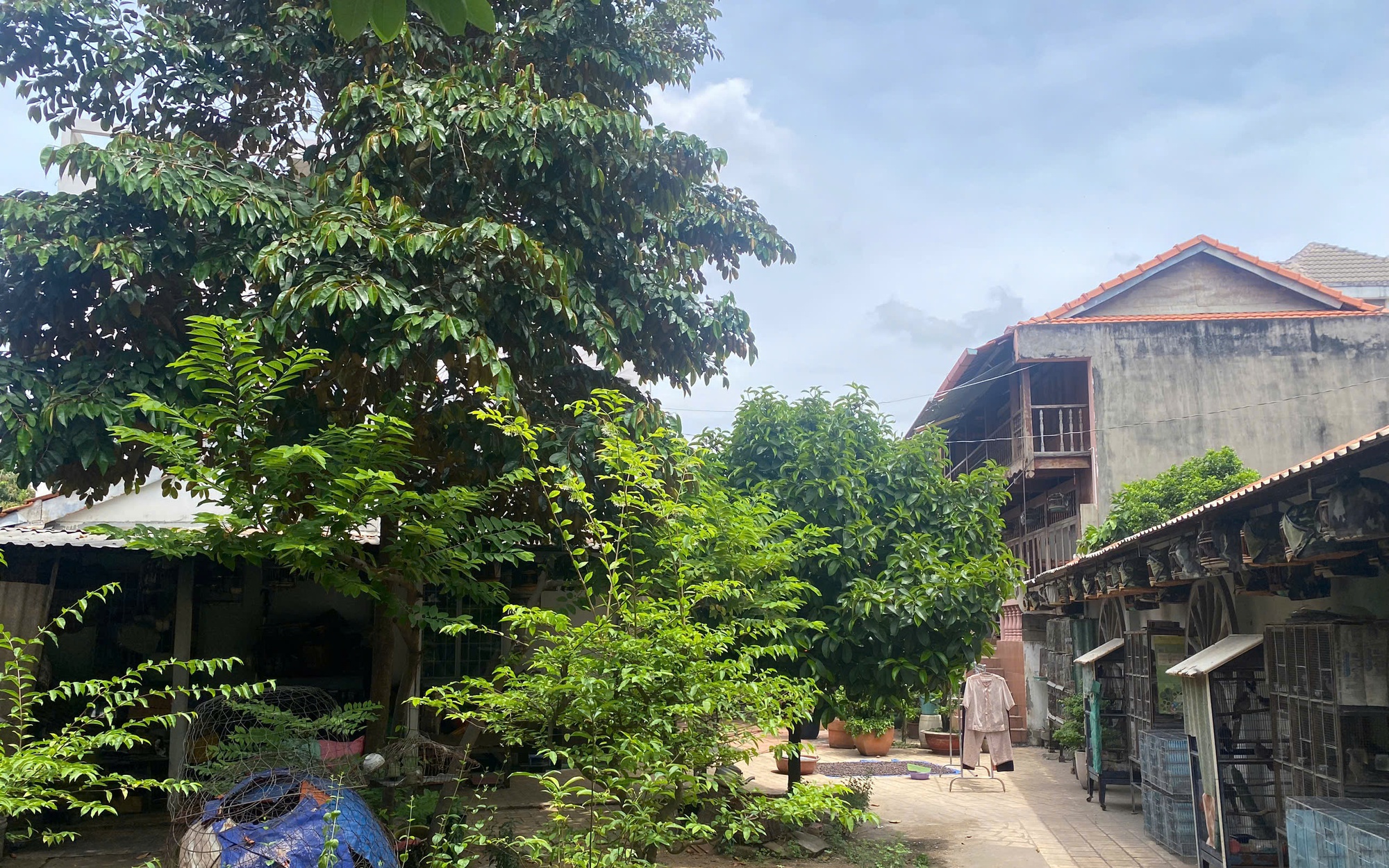 Sâu rễ, bền gốc