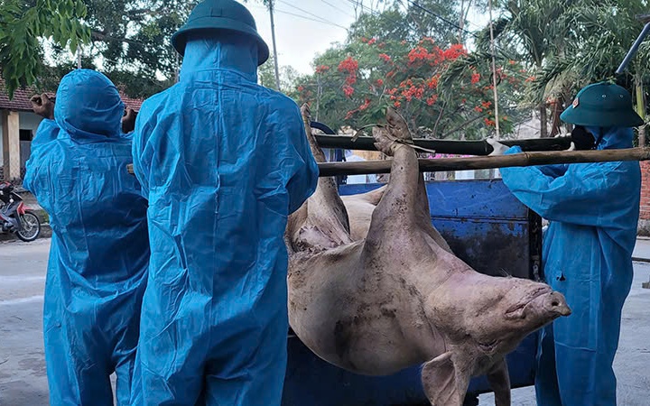 Xuất hiện dịch tả heo châu Phi tại một phường ở Đà Nẵng