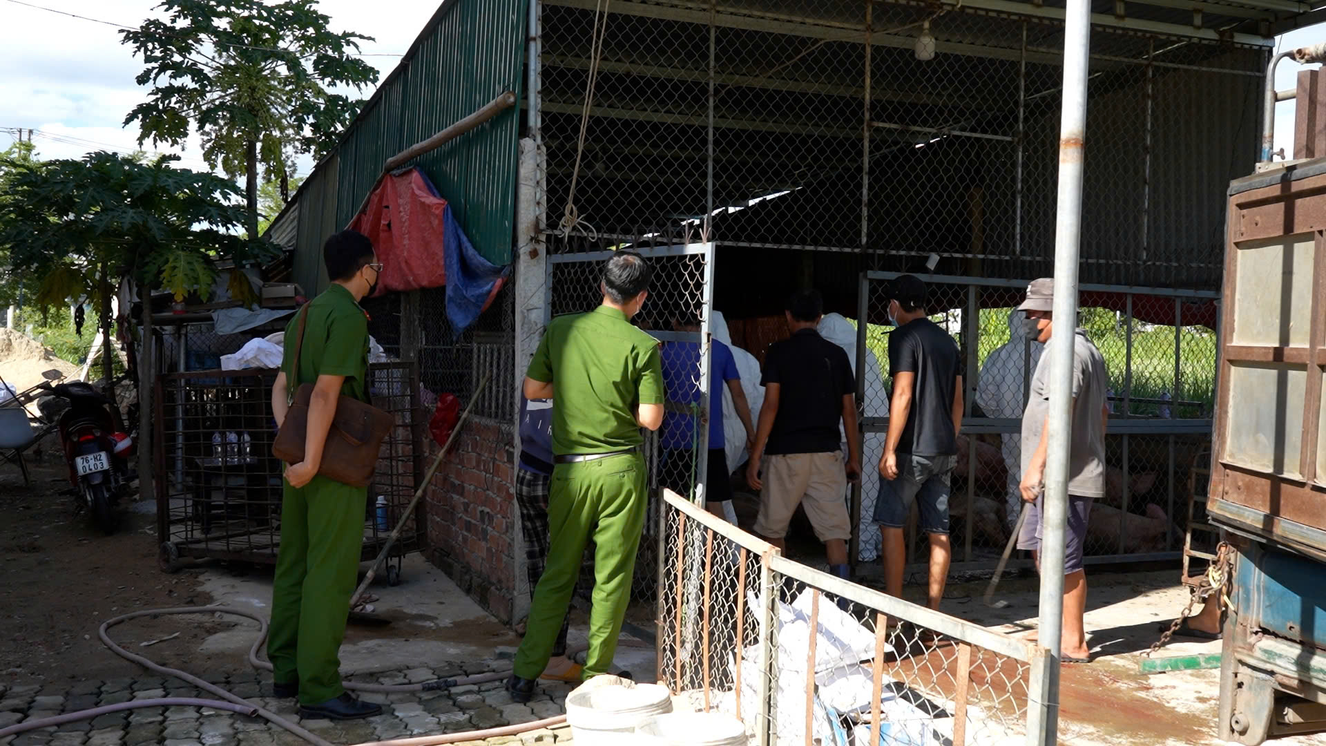 Ph&aacute;t hiện cơ sở thu gom heo chết v&igrave; bệnh dịch ở Quảng Ng&atilde;i chuẩn bị đưa v&agrave;o miền Nam ti&ecirc;u thụ- Ảnh 2.