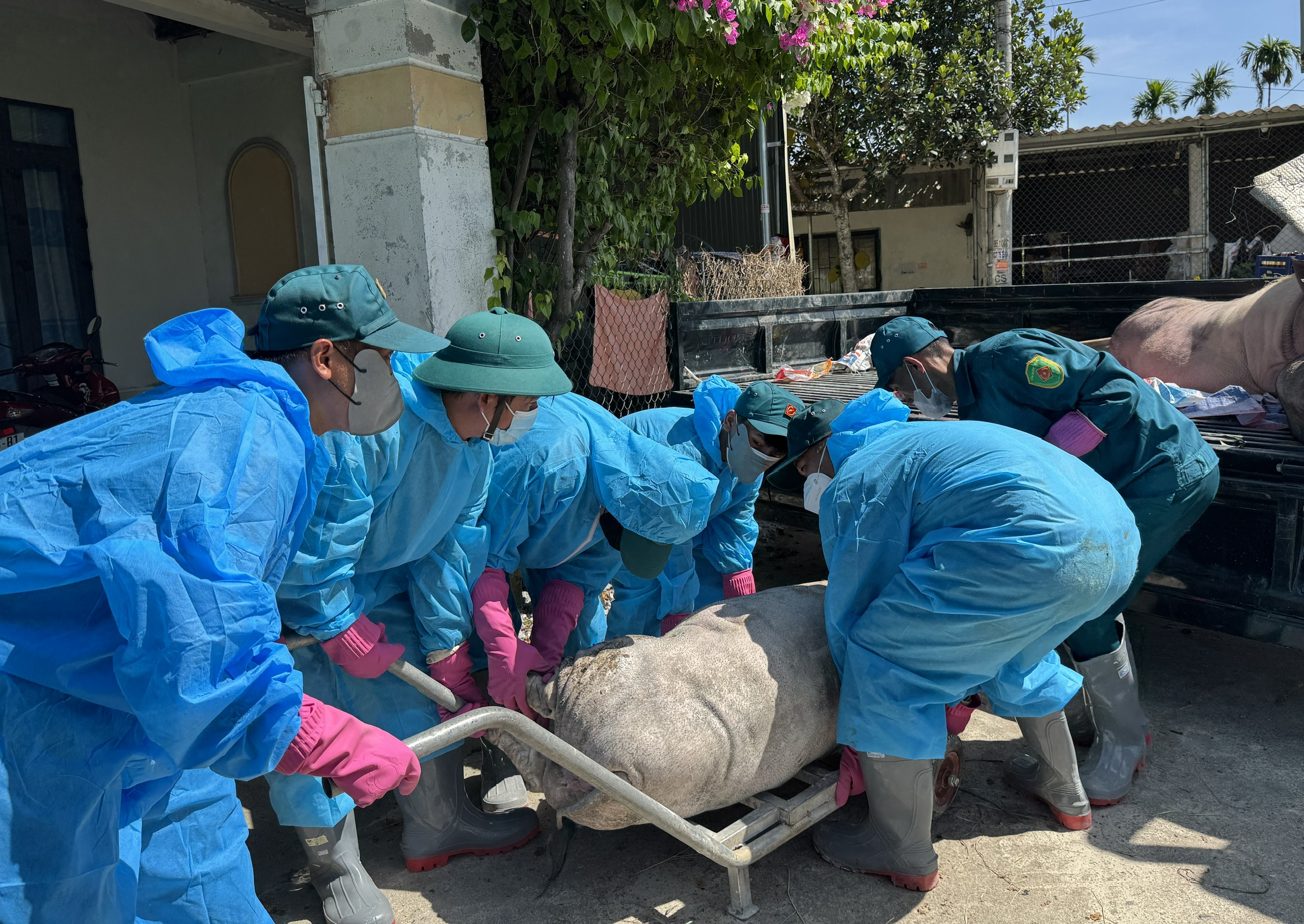 Dân Nghĩa Hành bức xúc vì phải trả tiền tiêu hủy heo chết do dịch tả heo châu Phi - Ảnh 2.