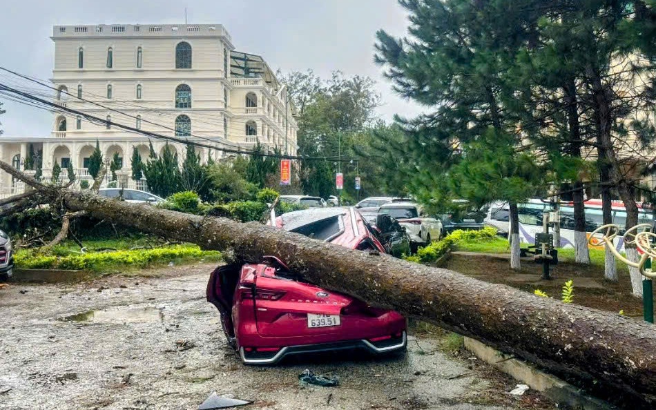 Rừng thông Đà Lạt ngập ngụa rác thải nông nghiệp , cần bảo vệ môi trường - Ảnh 12.
