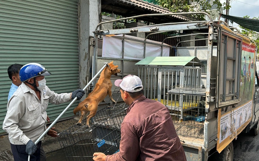Gian nan truy t&igrave;m ổ bệnh dại ở x&atilde; lớn nhất tỉnh Quảng Ng&atilde;i- Ảnh 2.