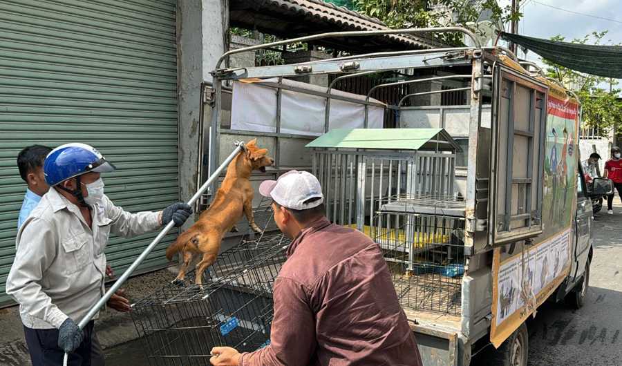 Quảng Ngãi khẩn cấp ngăn chặn ổ bệnh dại - Ảnh 1.
