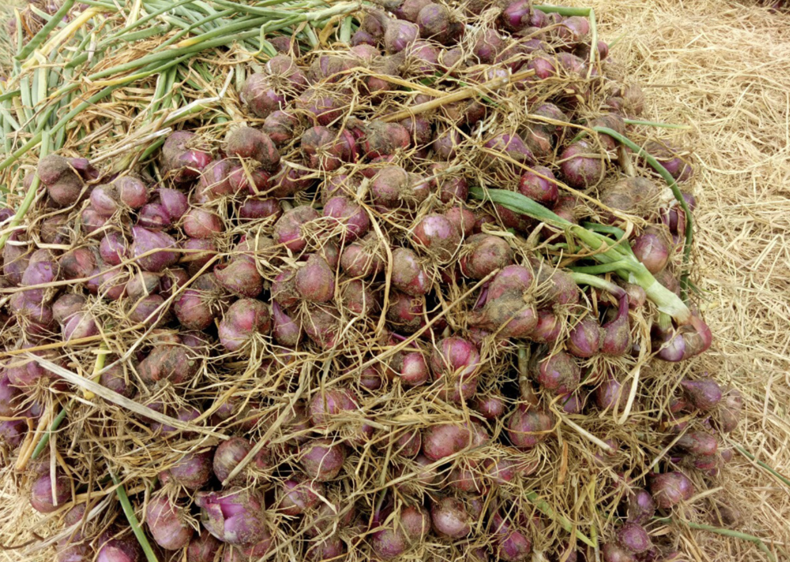 Cần Thơ b&aacute;c bỏ Th&ocirc;ng tin hơn 1 . 000 Người m&ugrave; do trồng h&agrave;nh t&iacute;m ở Vĩnh Ch&acirc;u - Ảnh 2.