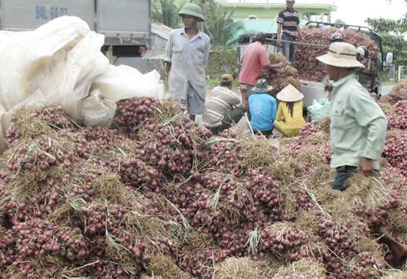 Cần Thơ b&aacute;c bỏ Th&ocirc;ng tin hơn 1 . 000 Người m&ugrave; do trồng h&agrave;nh t&iacute;m ở Vĩnh Ch&acirc;u - Ảnh 3.