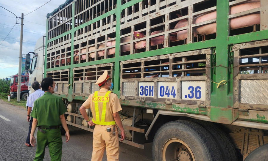 Gia Lai: Tạm giữ xe chở heo nghi nhiễm dịch tả heo châu Phi - Ảnh 1.
