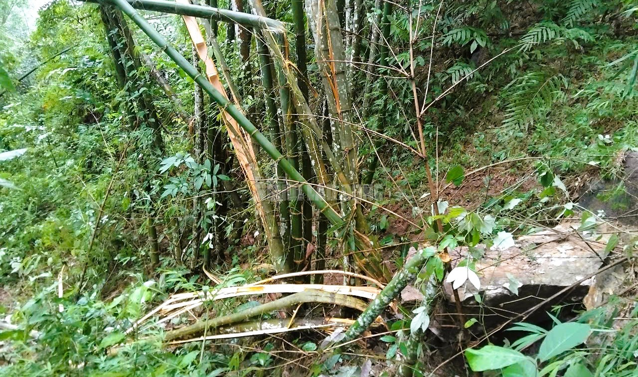 Hiện trường đá rơi ầm ầm từ trên núi ở Thanh Hóa- Ảnh 2.