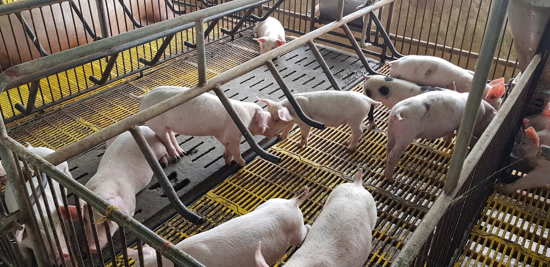 Giá heo hơi giảm mạnh , biến động thị trường trái chiều giữa các vùng - Ảnh 1.