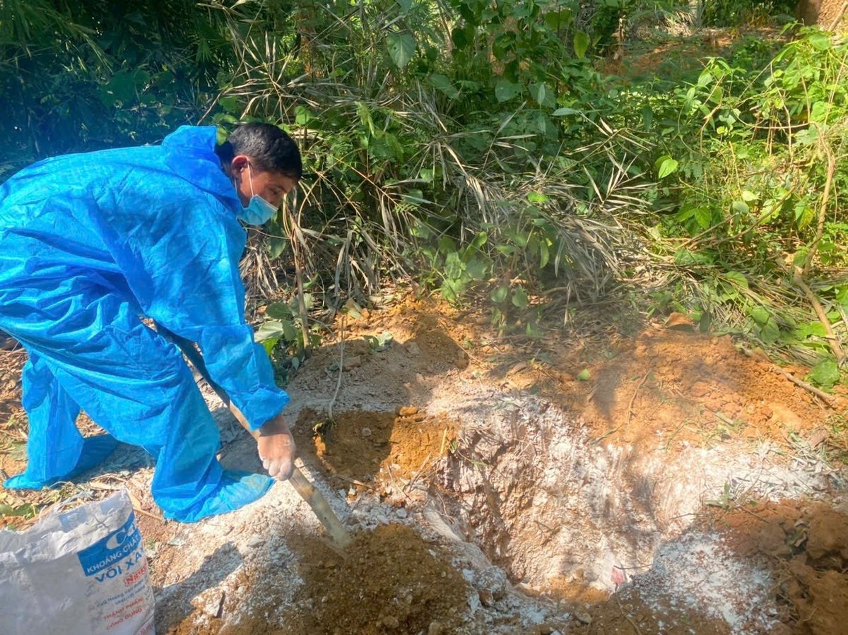 Ti&ecirc;u hủy gần 7.000 con heo mắc dịch tả heo ch&acirc;u Phi- Ảnh 1.