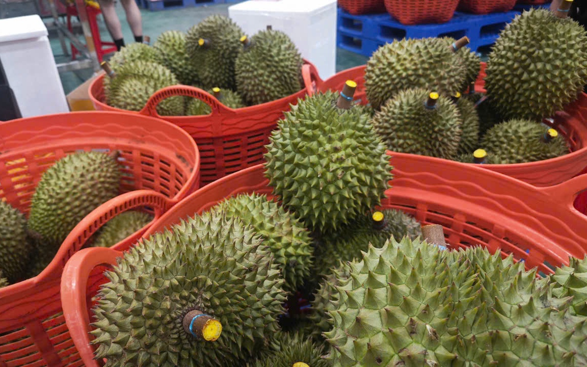 Chuyên gia Trung Quốc sắp sang Việt Nam kiểm tra chuỗi sầu riêng
