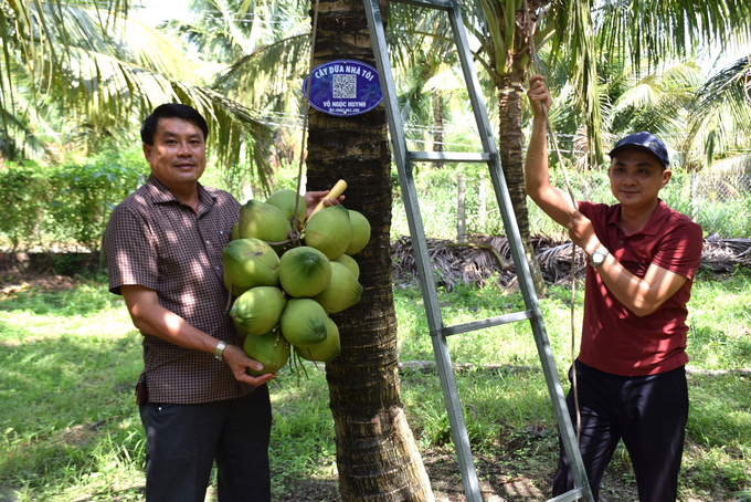 C&acirc;y dừa "l&ecirc;n đời"- Ảnh 1.