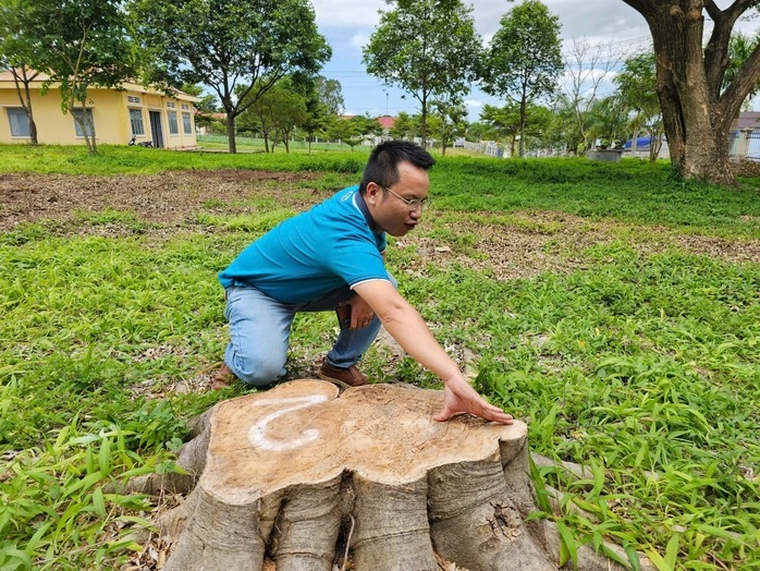 Tạm dừng bổ nhiệm nguyên chủ tịch xã vì chặt cây xanh đem bán - Ảnh 1.