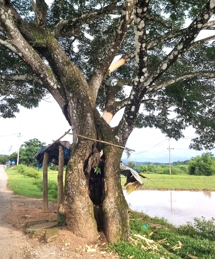 - Ảnh 2.