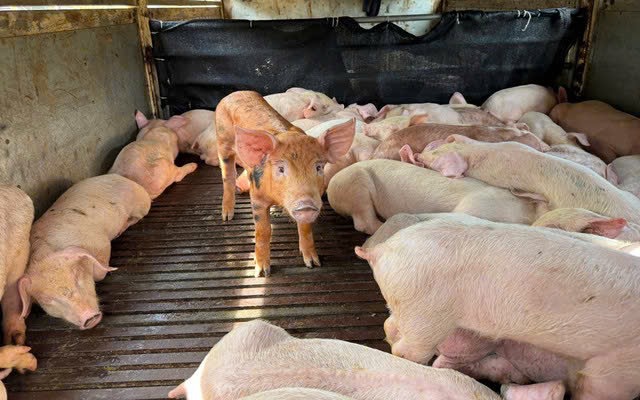Phía Nam tăng cường chống dịch tả heo châu Phi