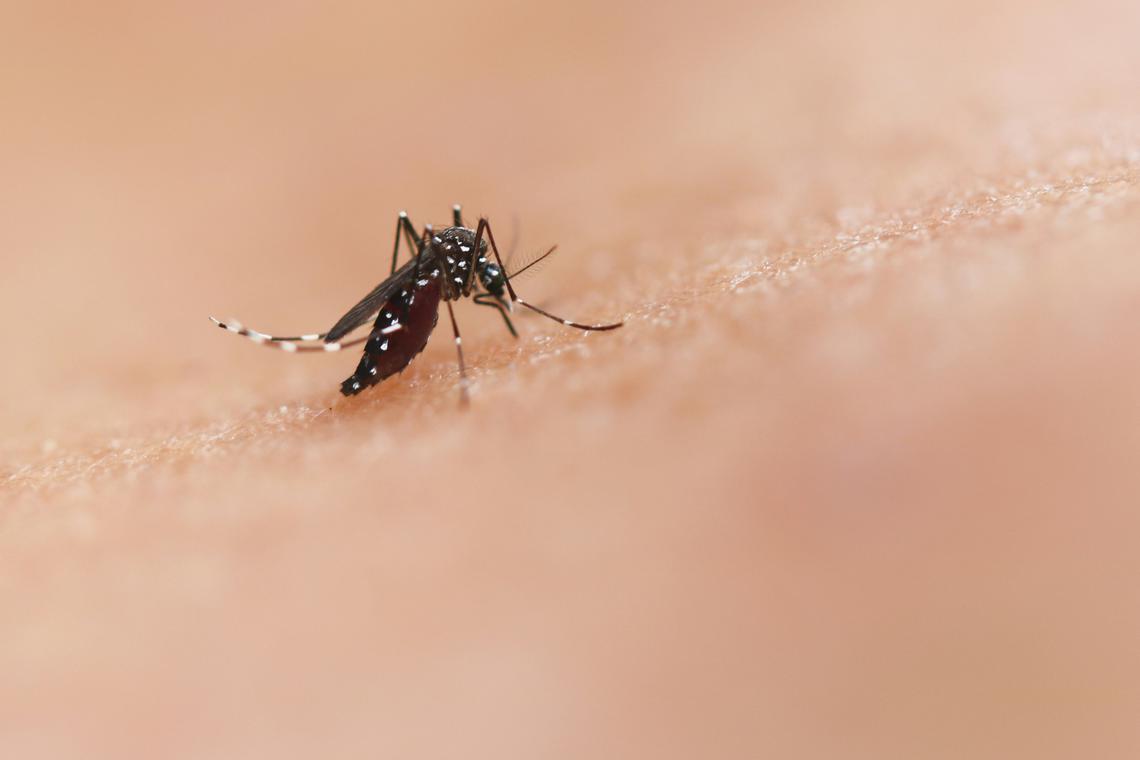 Chikungunya b&ugrave;ng ph&aacute;t ở nhiều nước, Bộ Y tế chỉ đạo khẩn- Ảnh 1.