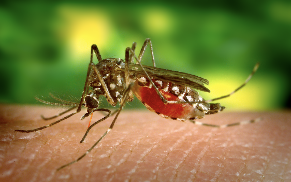 Bệnh Chikungunya bùng phát ở nhiều nước, TP HCM  từng có ca bệnh