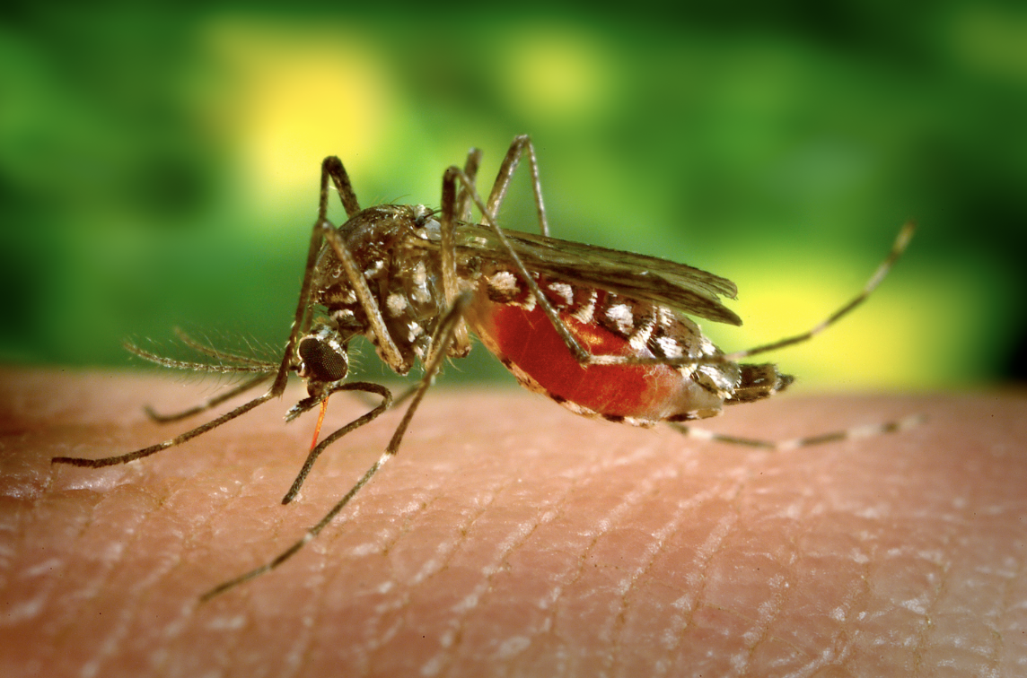 Bệnh Chikungunya b&ugrave;ng ph&aacute;t ở nhiều nước, TP HCM đ&atilde; từng c&oacute; ca bệnh - Ảnh 1.