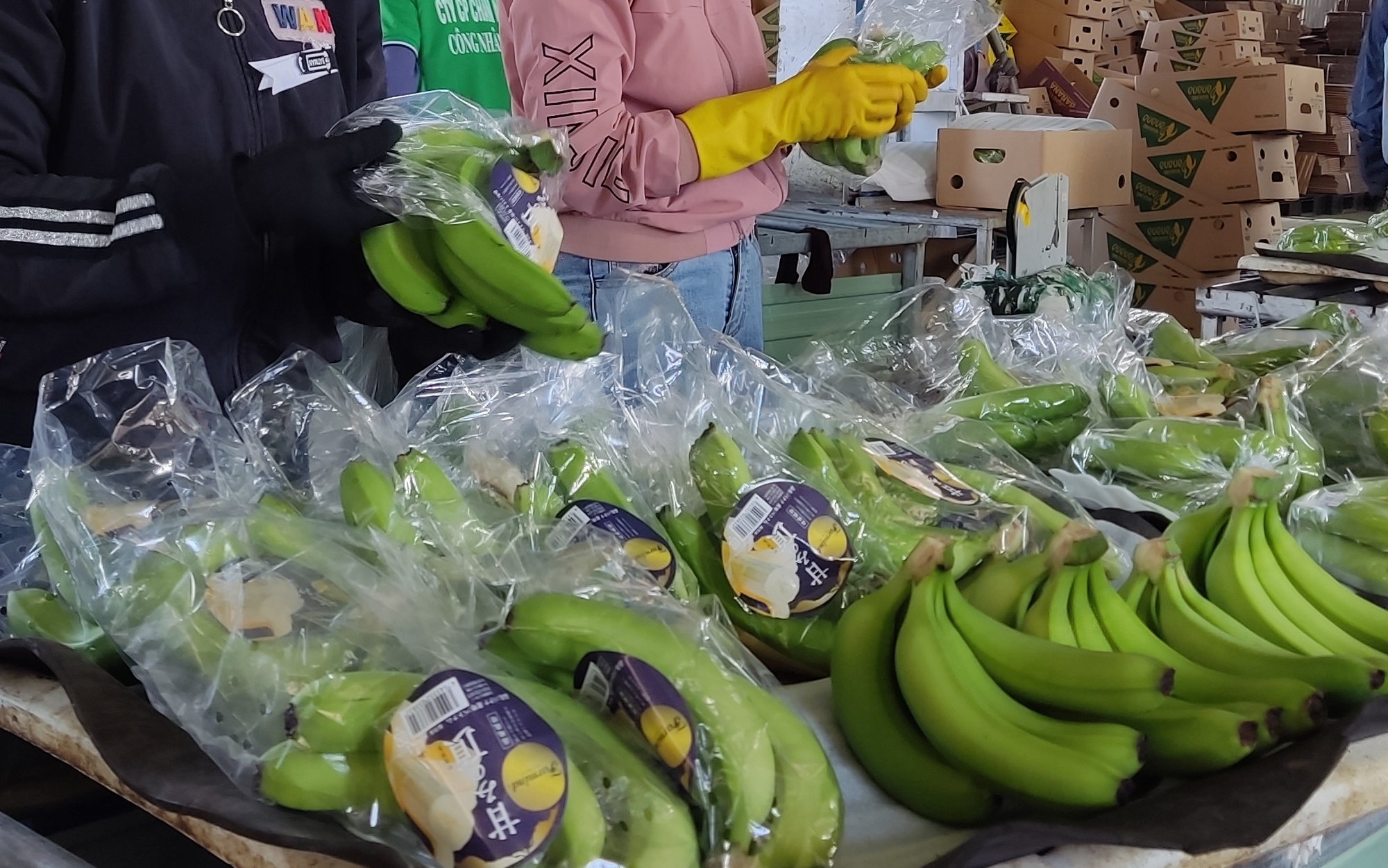 Giải mã sức nóng của chuối Việt Nam ở thị trường Trung Quốc, Nhật Bản