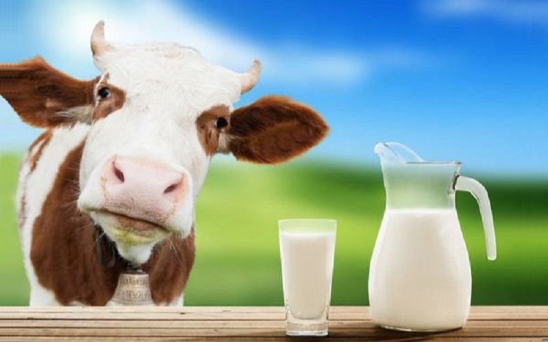 "Sữa tươi tiệt trùng" xử lý nhiệt tới 140 độ C, sao còn gọi là tươi?