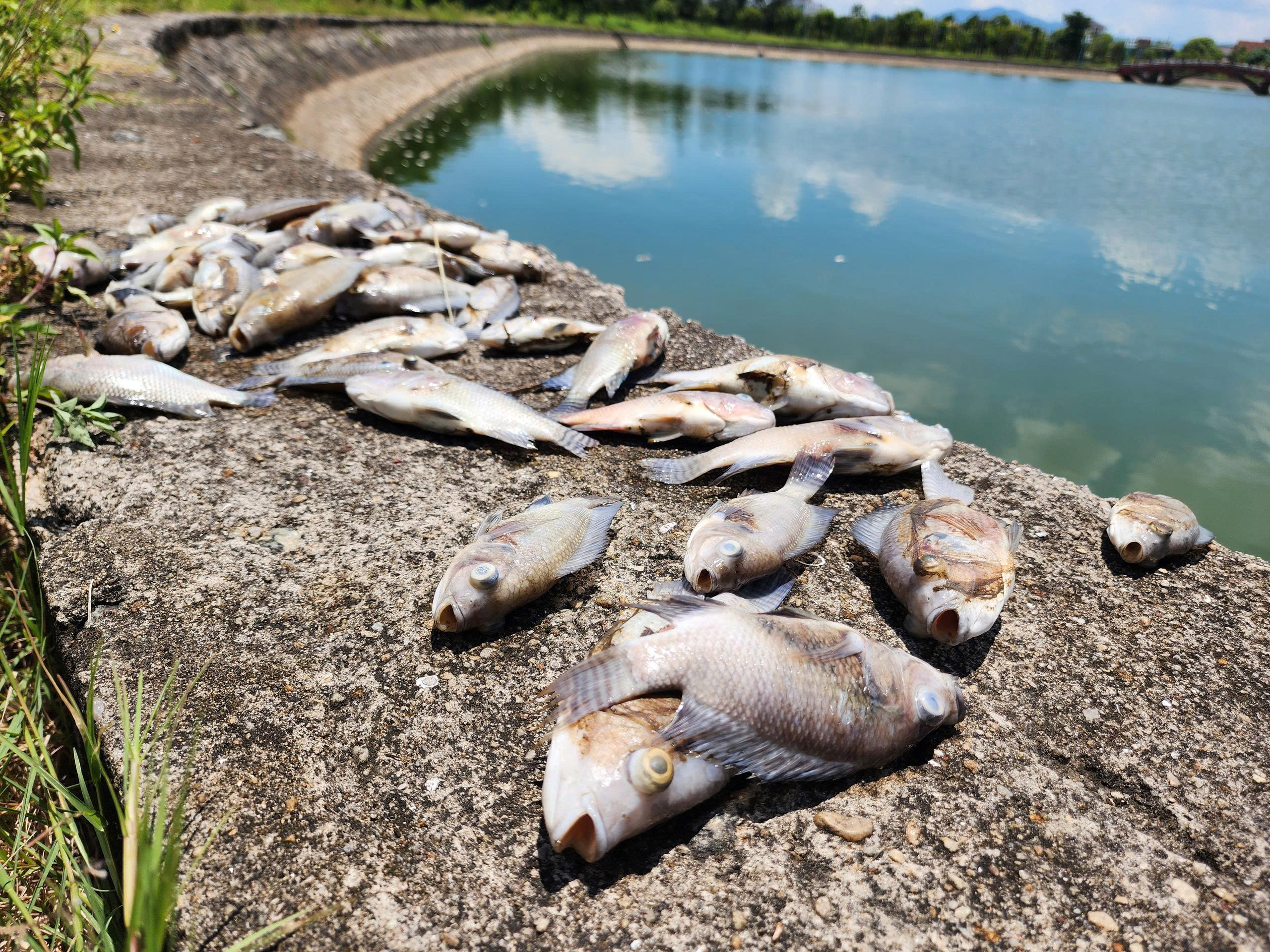 Cá chết hàng loạt tại hồ Bồng Sơn: Nguyên nhân và giải pháp bảo vệ môi trường - Ảnh 1.