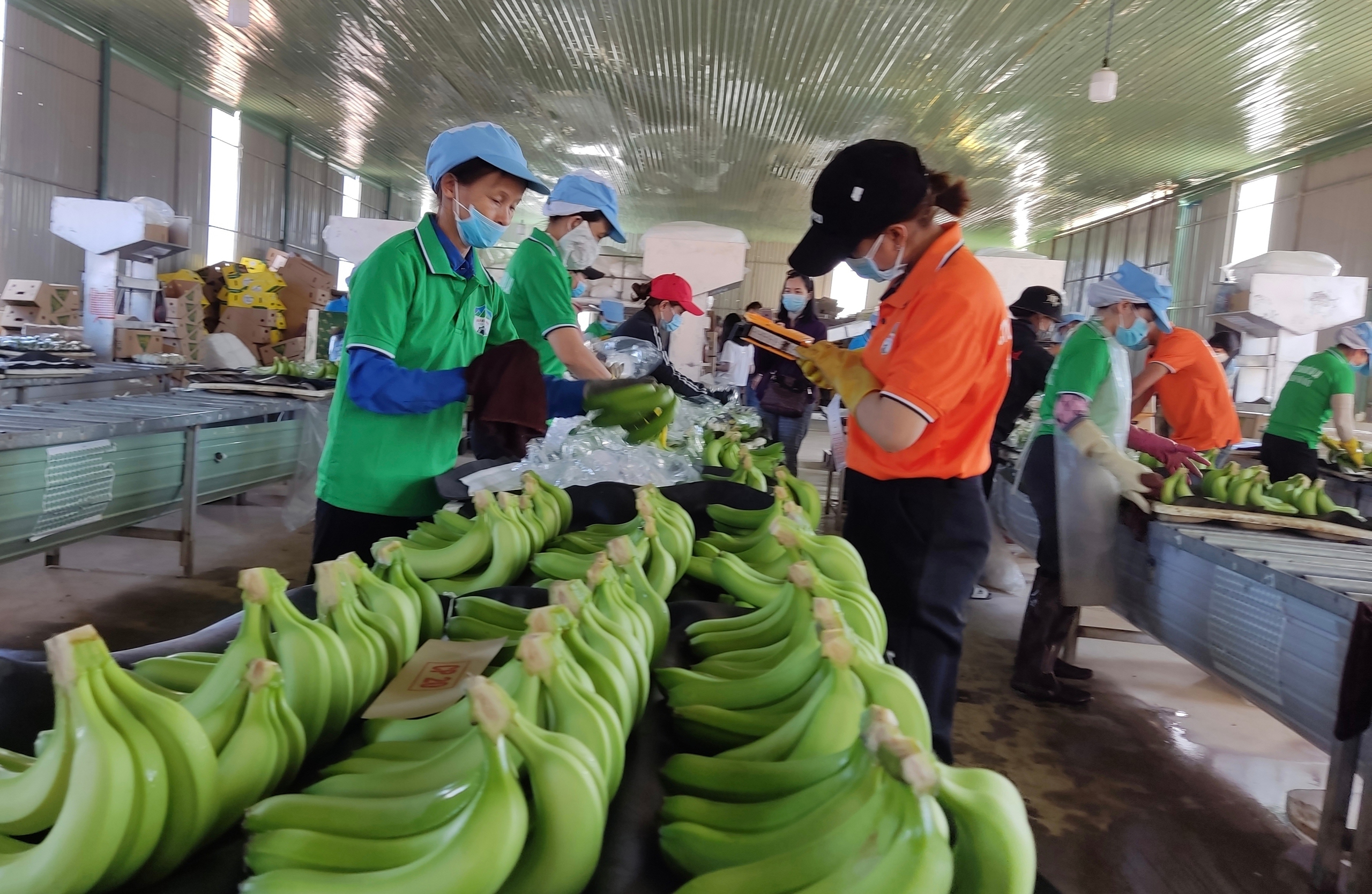 Xuất khẩu chuối Việt Nam đạt 1 tỉ USD: Giấc mơ tỉ đ&ocirc; đang dần th&agrave;nh hiện thực - Ảnh 3.