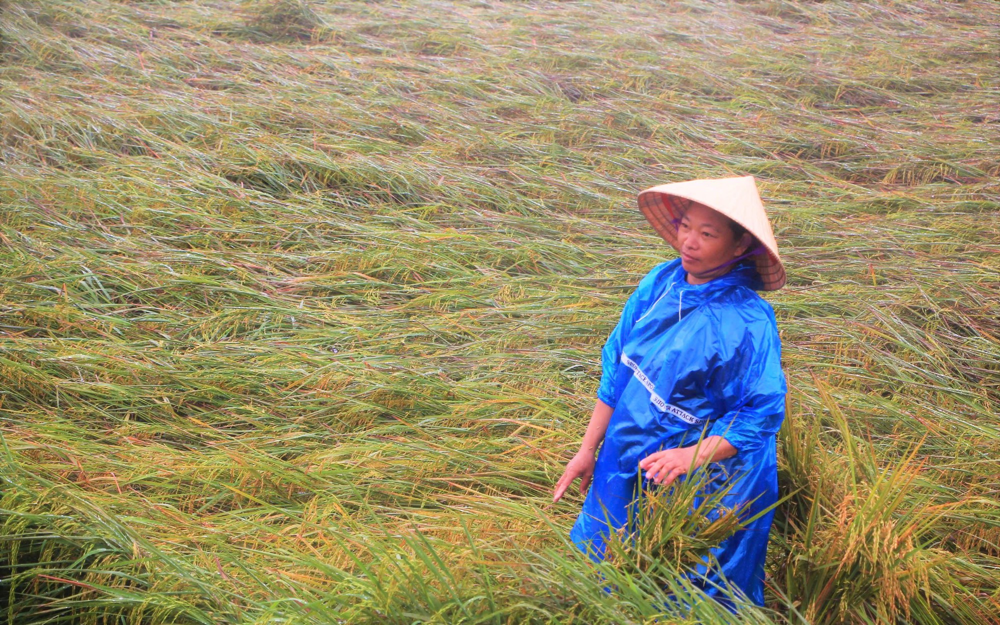 Nông dân Quảng Trị sắp nhận hỗ trợ đặc biệt sau thiên tai