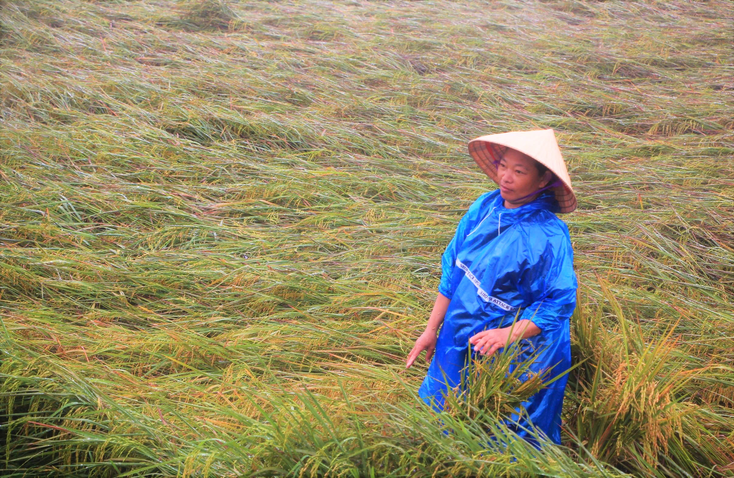 Nông dân Quảng Trị sắp nhận hỗ trợ đặc biệt sau thiên tai - Ảnh 1.
