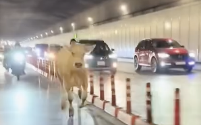 Chủ con bò đi lạc vào hầm sông Sài Gòn nói lý do gây bất ngờ