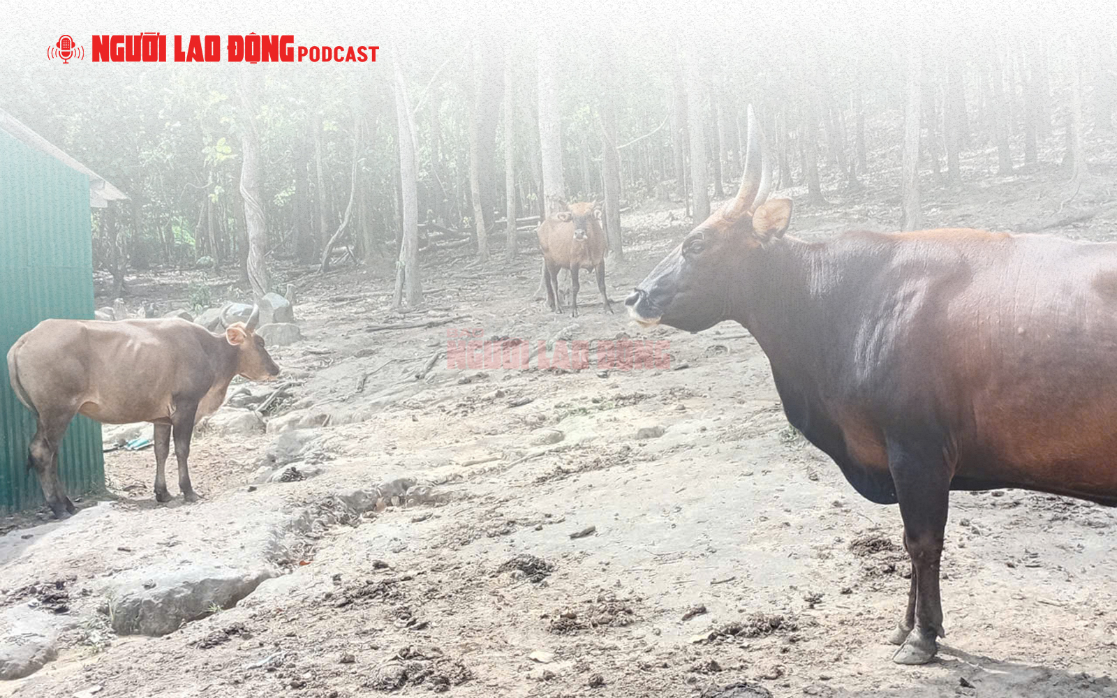 Phản hồi về hình ảnh "đàn bò tót lai ốm trơ xương” bất ngờ gây xôn xao mạng xã hội 