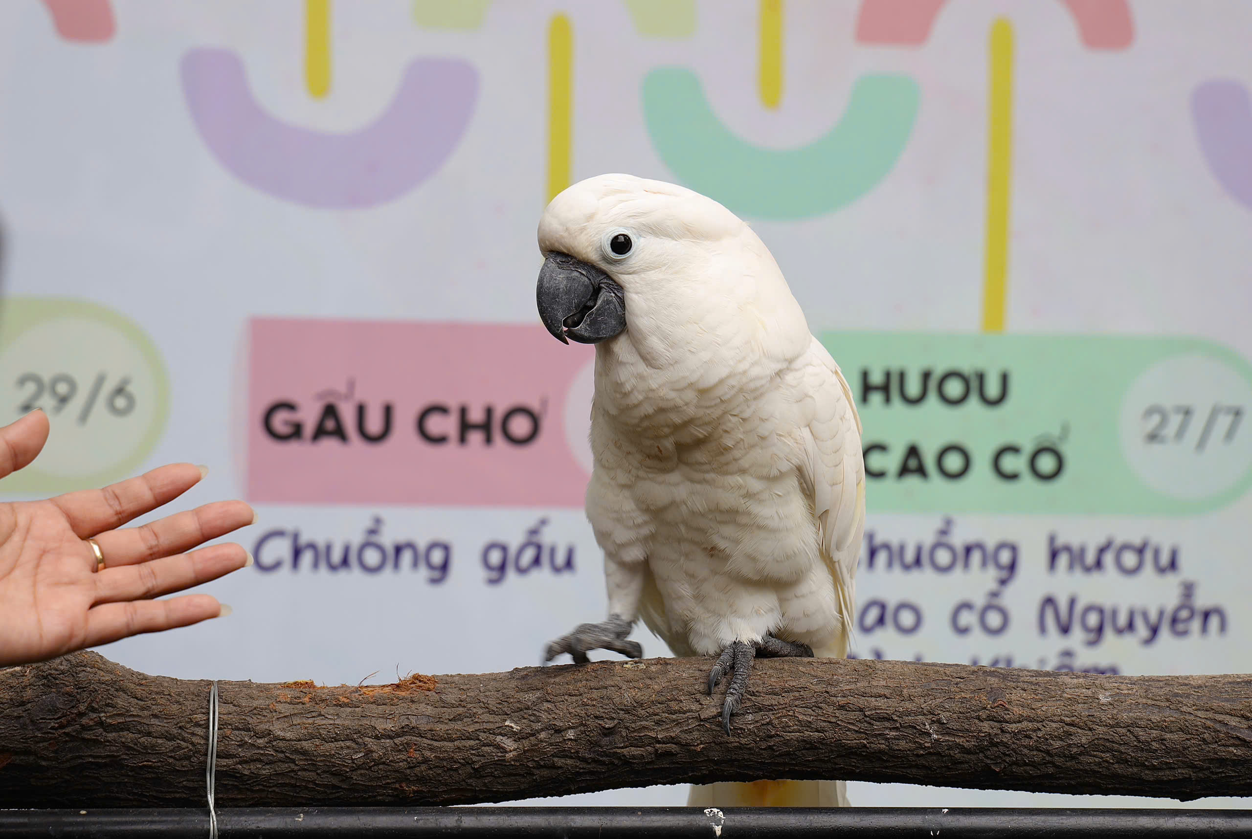 Niệc mỏ vằn Thảo Cầm Vi&ecirc;n từng hoảng sợ&hellip; b&atilde;i ph&acirc;n của ch&iacute;nh m&igrave;nh- Ảnh 13.