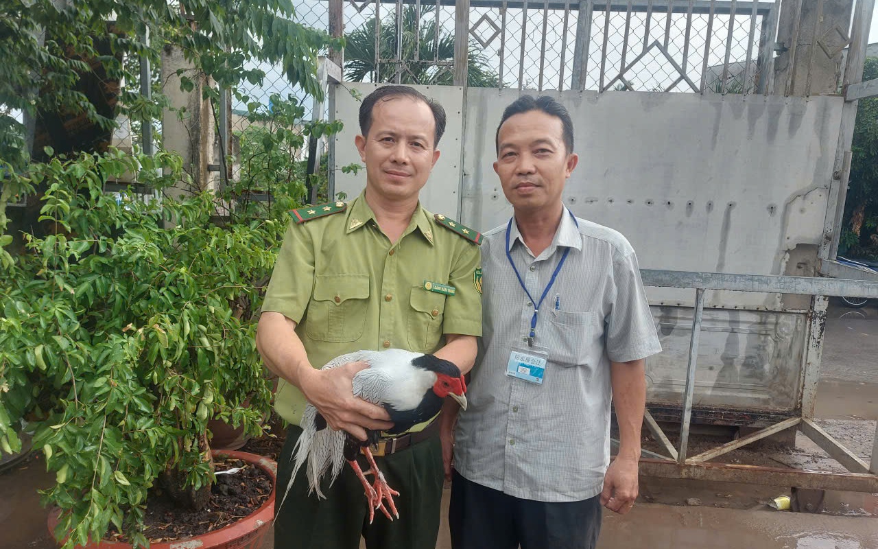 TP HCM: Phát hiện khoảng 500 con chim cu ngói không giấy tờ ở kho gần sân bay - Ảnh 2.