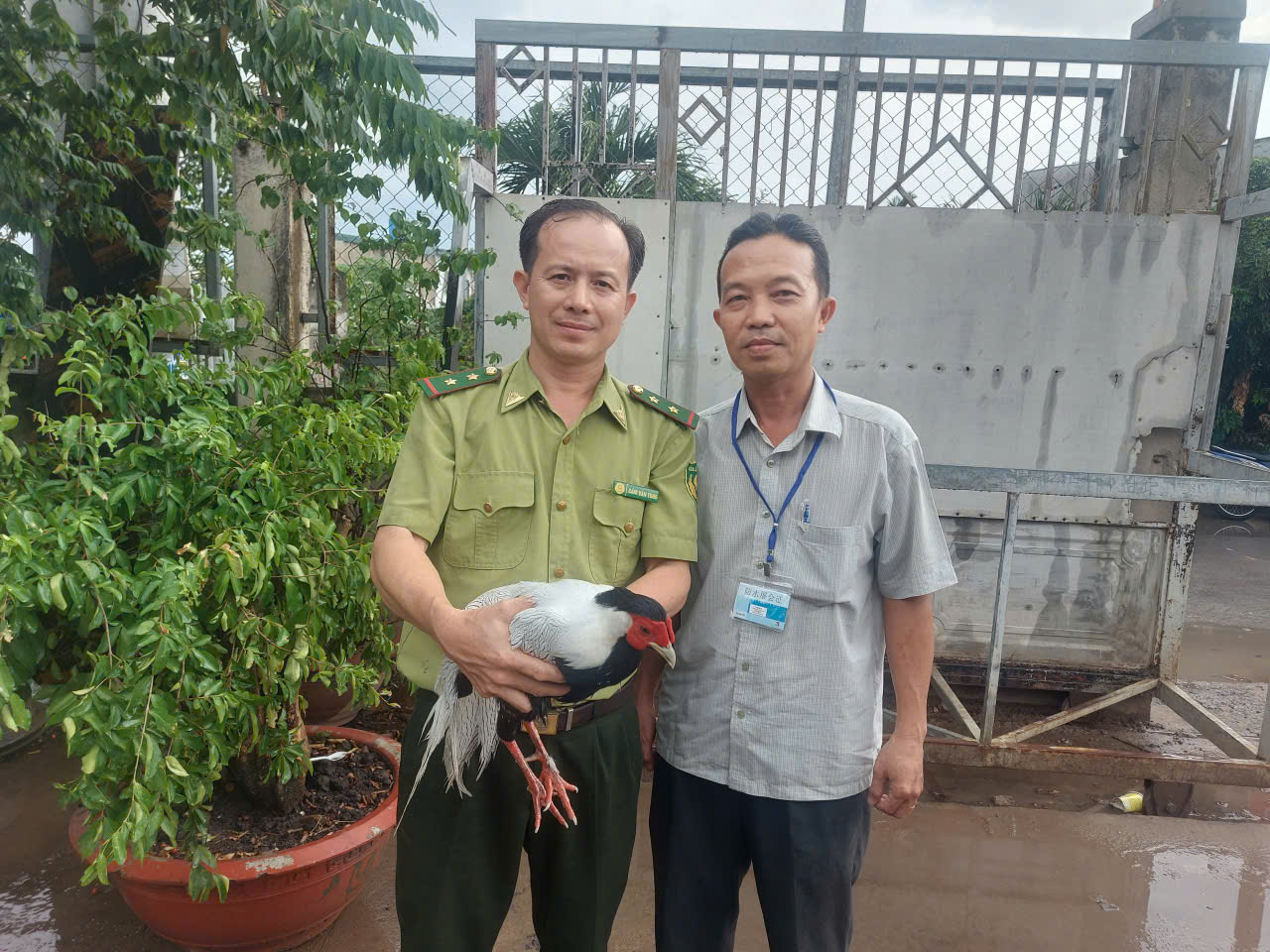G&agrave; l&ocirc;i trắng q&uacute;y hiếm tại TP HCM được cứu hộ v&agrave; nu&ocirc;i dưỡng - Ảnh 1.