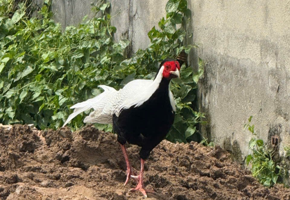 G&agrave; l&ocirc;i trắng q&uacute;y hiếm tại TP HCM được cứu hộ v&agrave; nu&ocirc;i dưỡng - Ảnh 2.