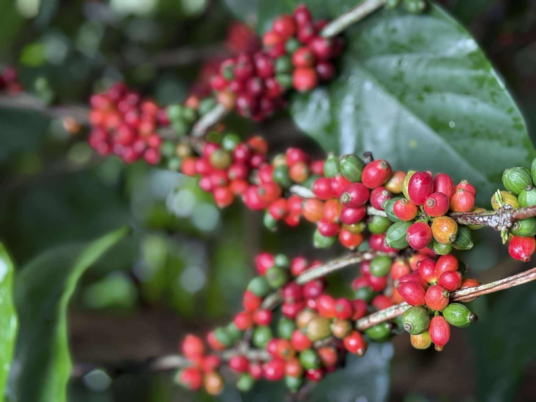 Gi&aacute; c&agrave; ph&ecirc; h&ocirc;m nay 19-8: Robusta đi l&ugrave;i, thị trường Trung Quốc ra sao?- Ảnh 2.