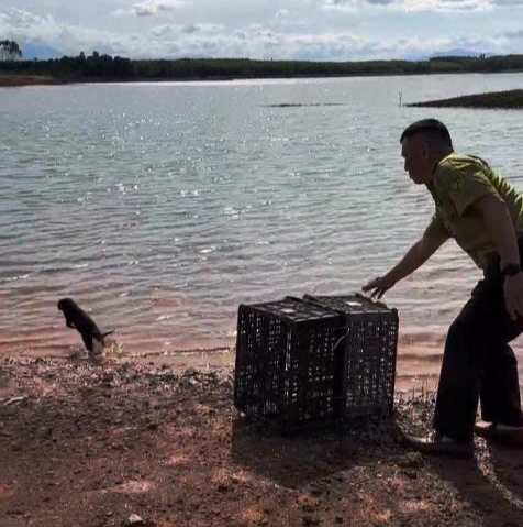 Lần theo tiếng k&ecirc;u lạ trong đ&ecirc;m, người d&acirc;n bắt được con vật qu&yacute; hiếm- Ảnh 1.