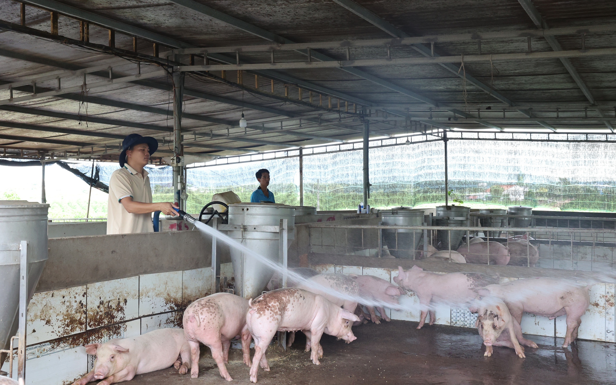 TP HCM: Phát hiện 2 ổ dịch tả heo châu Phi