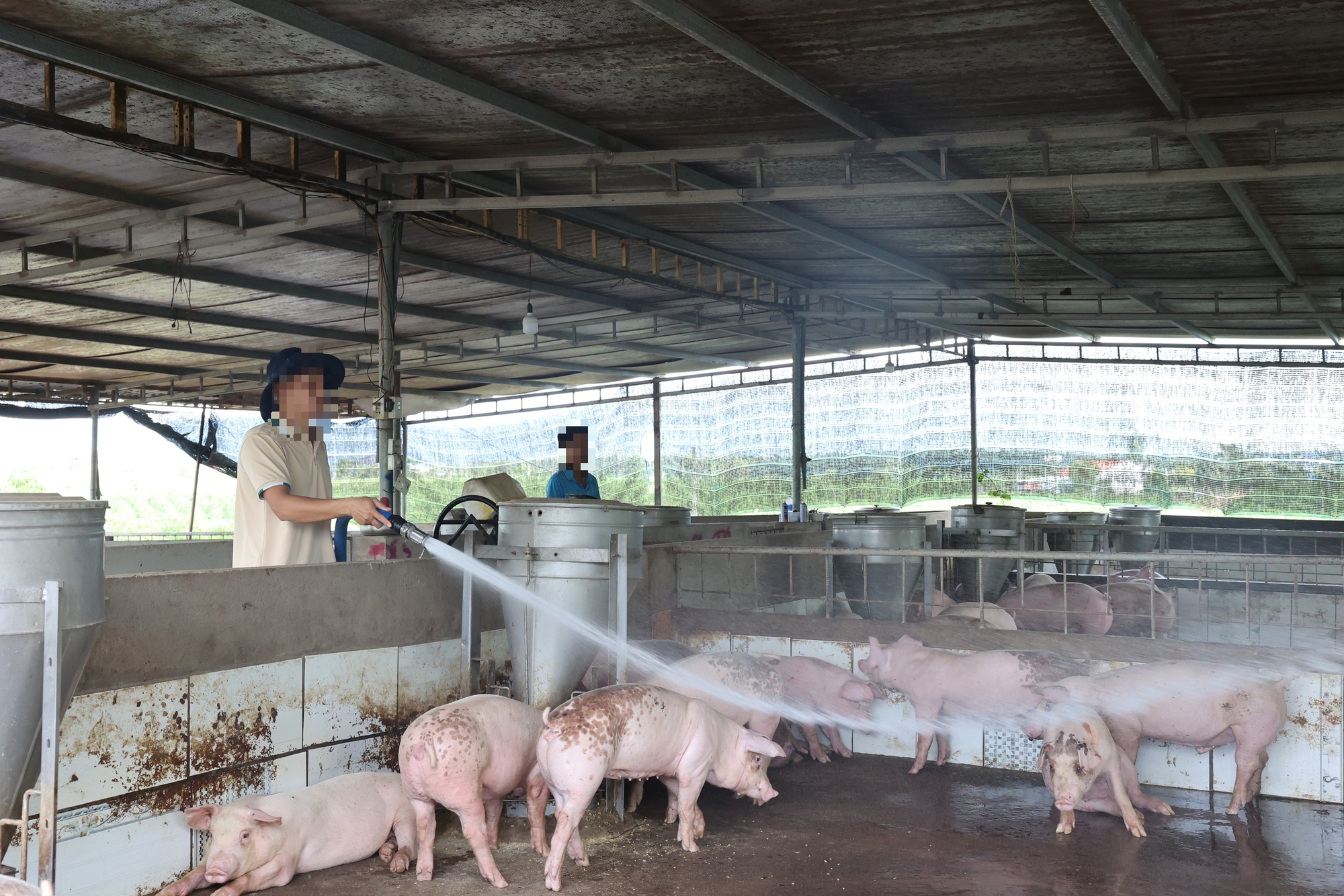 TP HCM: Phát hiện 2 ổ dịch tả heo châu Phi tại Bà Rịa - Vũng Tàu cũ- Ảnh 1.