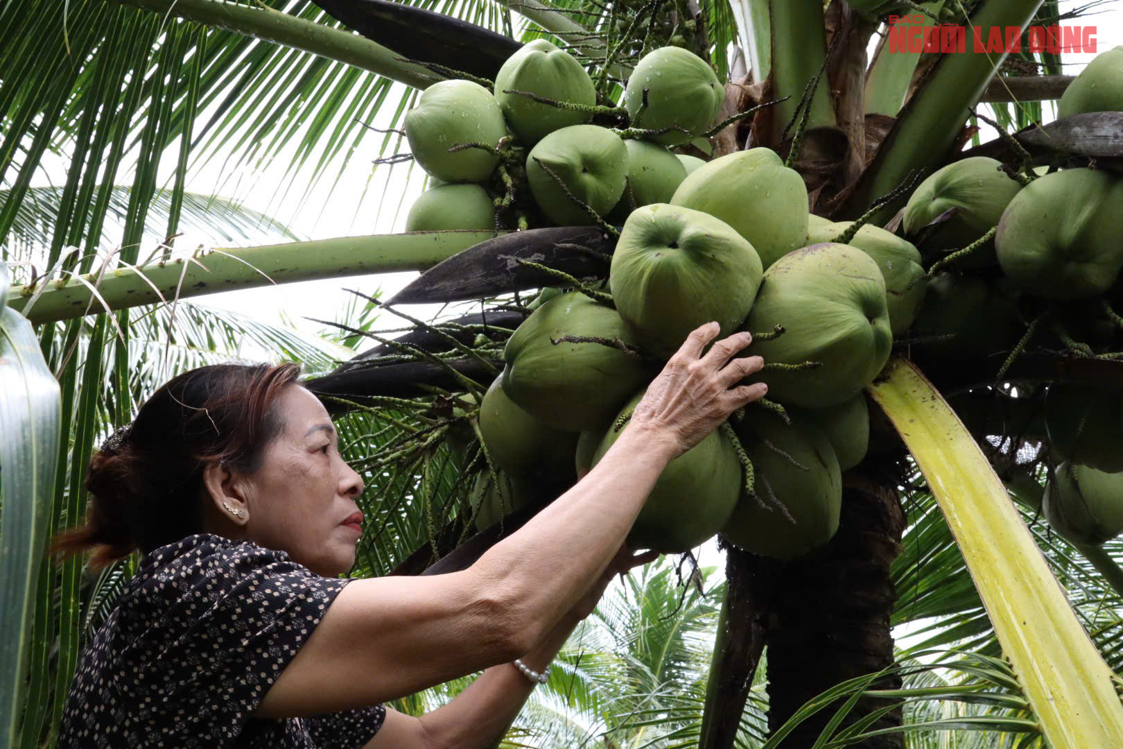 M&ocirc; h&igrave;nh trồng dừa s&aacute;p tại Cần Thơ mang lại thu nhập cao cho nh&agrave; vườn - Ảnh 2.