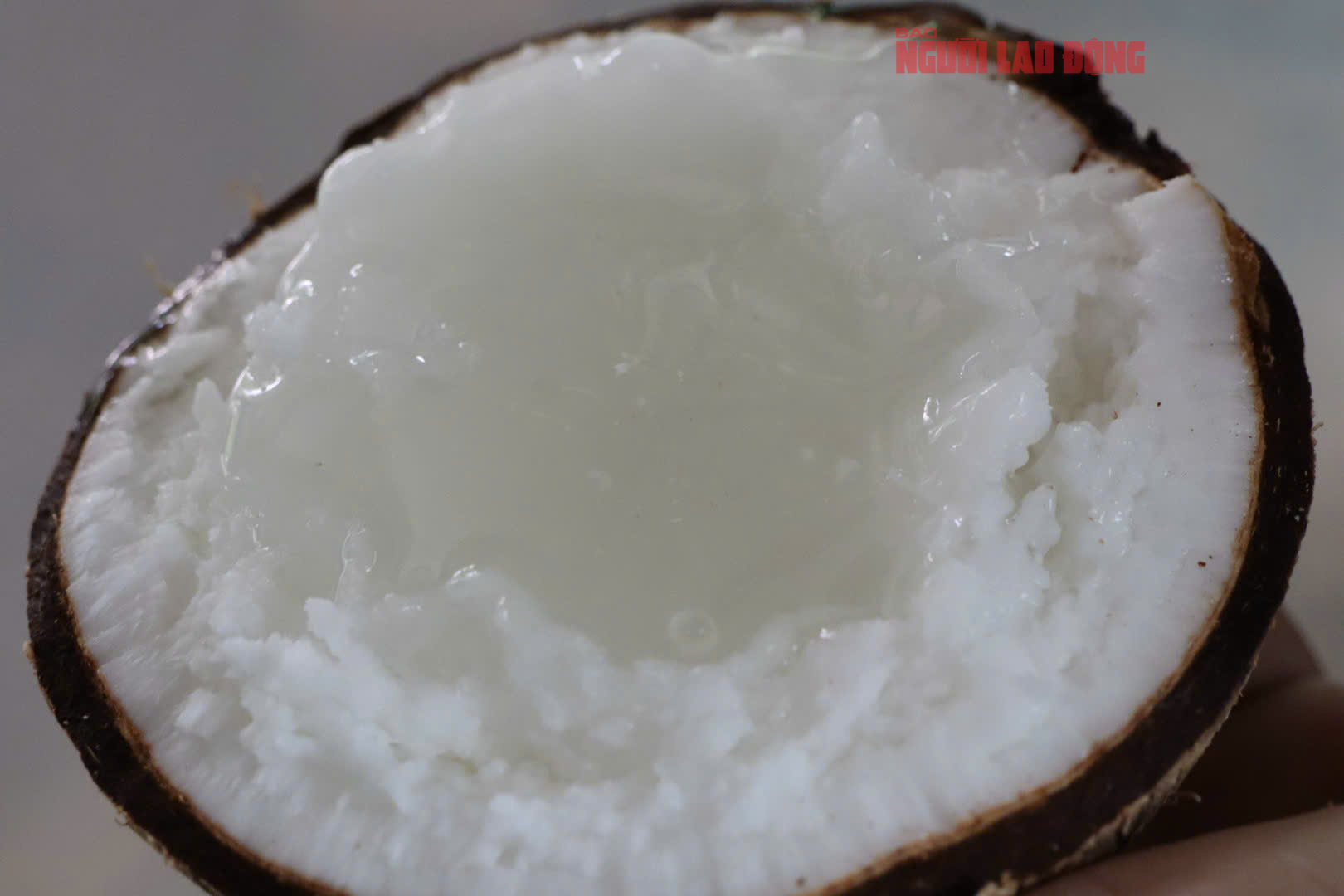 M&ocirc; h&igrave;nh trồng dừa s&aacute;p tại Cần Thơ mang lại thu nhập cao cho nh&agrave; vườn - Ảnh 5.