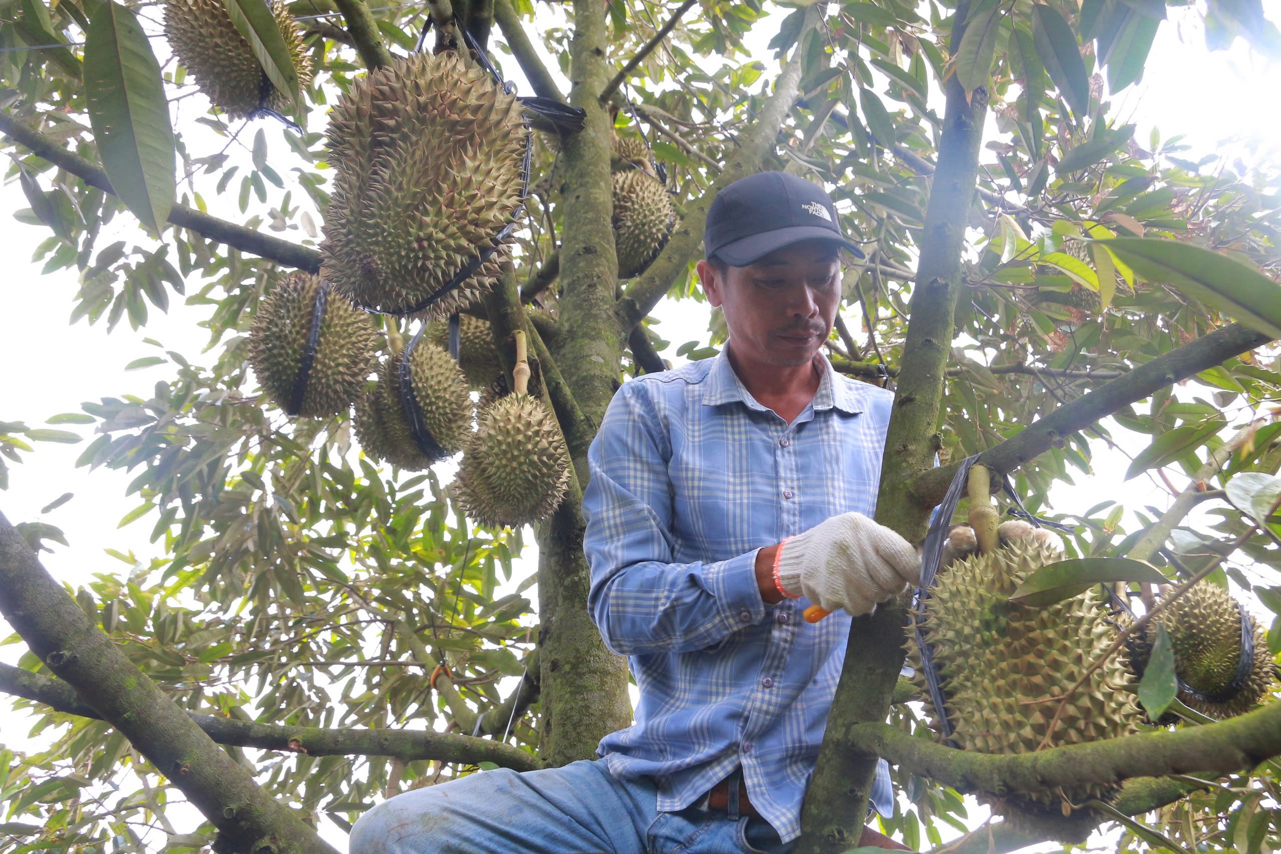 Chất lượng sầu ri&ecirc;ng Đắk Lắk giảm mạnh trong m&ugrave;a thu hoạch 2023 - Ảnh 1.