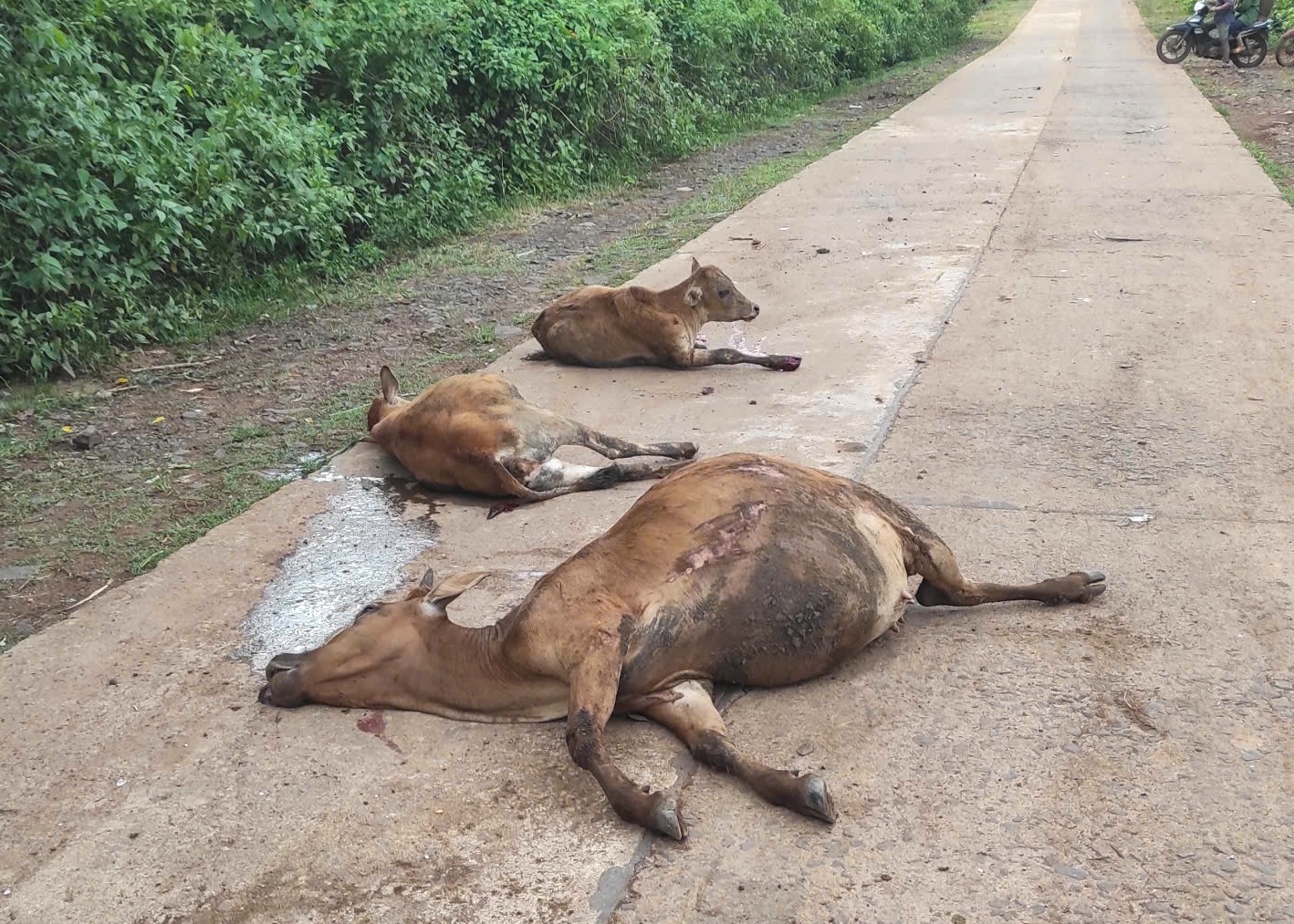 Xe tải t&ocirc;ng đ&agrave;n b&ograve; ở Gia Lai: 18 con b&ograve; chết trong vụ tai nạn hy hữu - Ảnh 2.