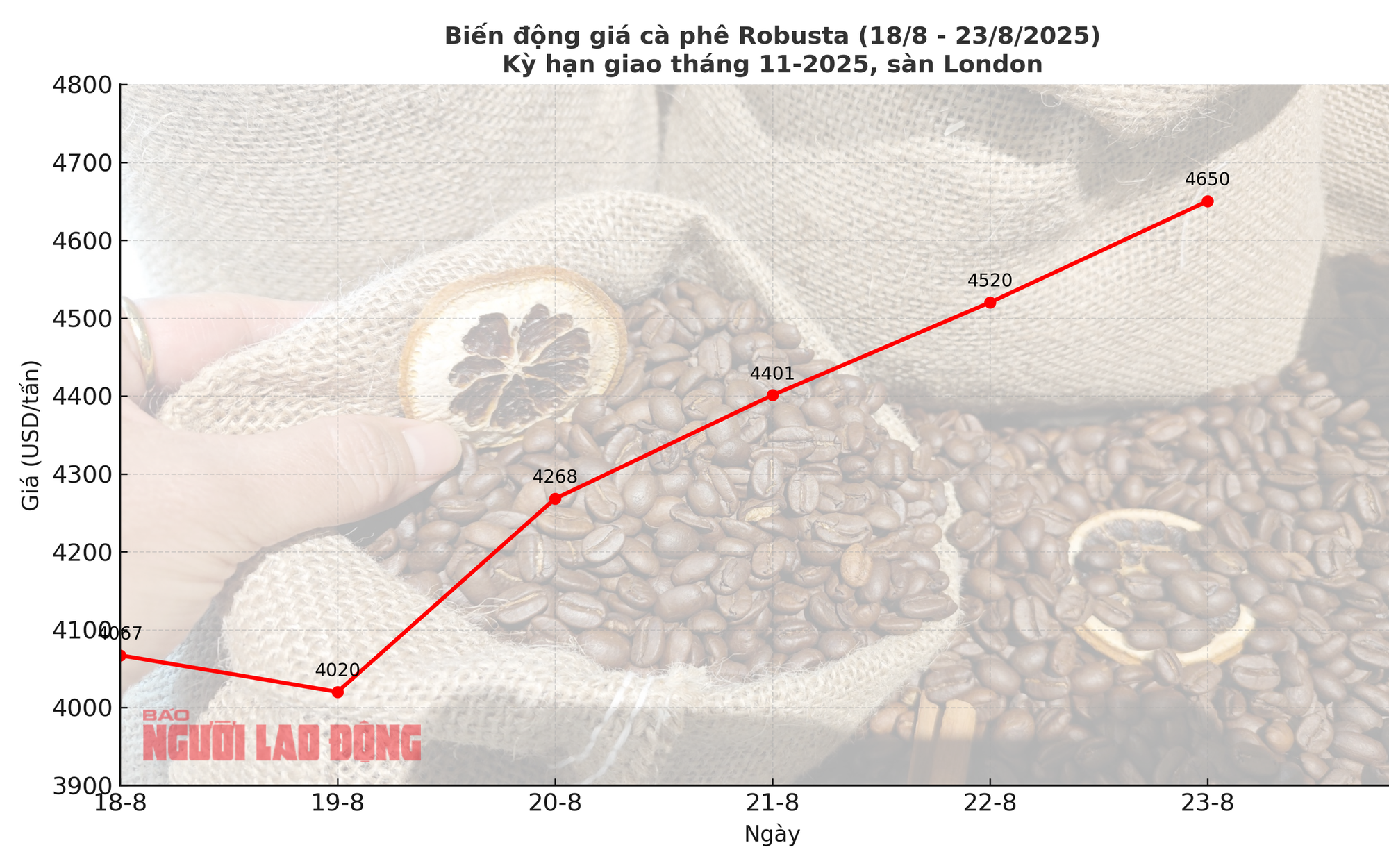 Giá cà phê hôm nay 23-8: Tăng tiếp, giấc mơ 5.000 USD/tấn không còn xa