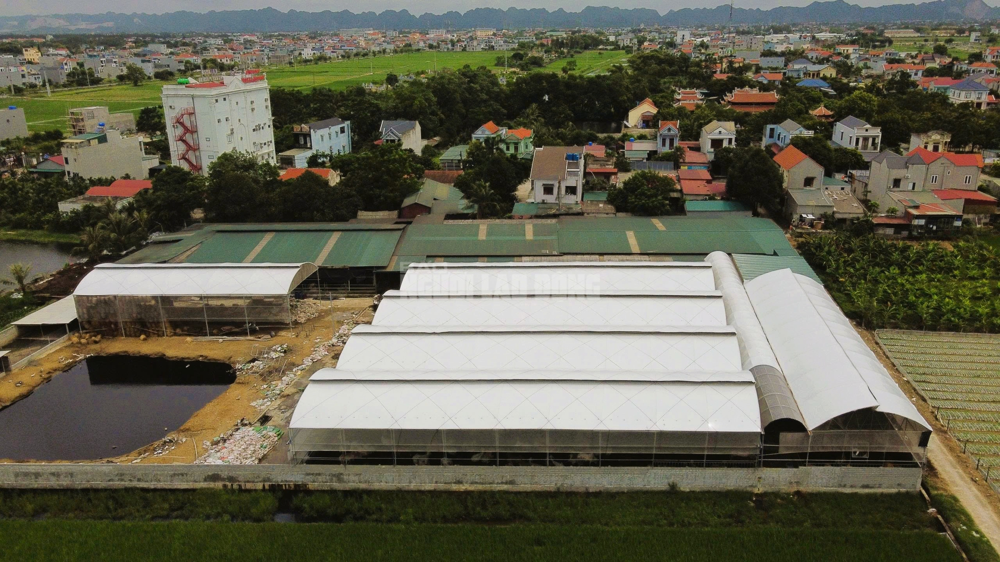 Trang trại hàng trăm con bò "mọc" sát khu dân cư ở Thanh Hóa gây mùi hôi thối- Ảnh 1.