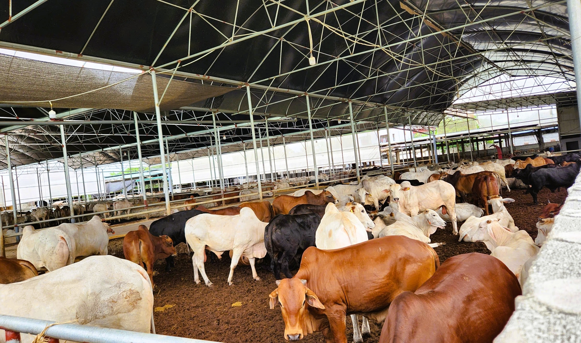 Trang trại hàng trăm con bò "mọc" sát khu dân cư ở Thanh Hóa gây mùi hôi thối- Ảnh 2.