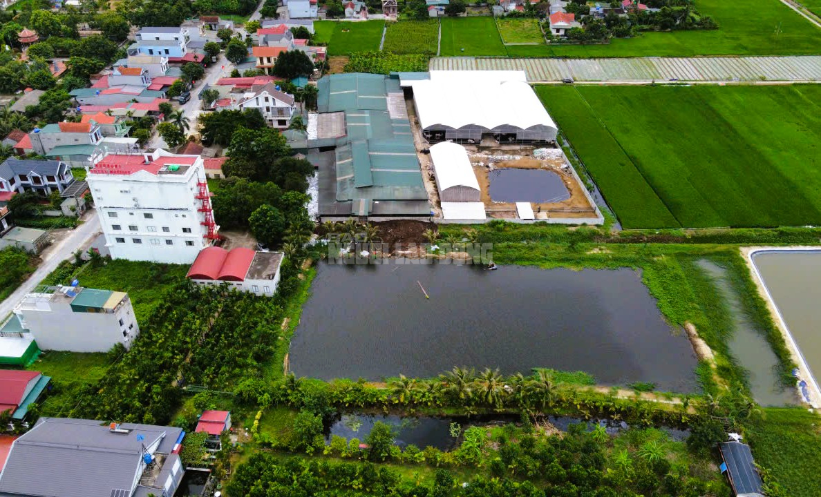 Trang trại hàng trăm con bò "mọc" sát khu dân cư ở Thanh Hóa gây mùi hôi thối- Ảnh 3.