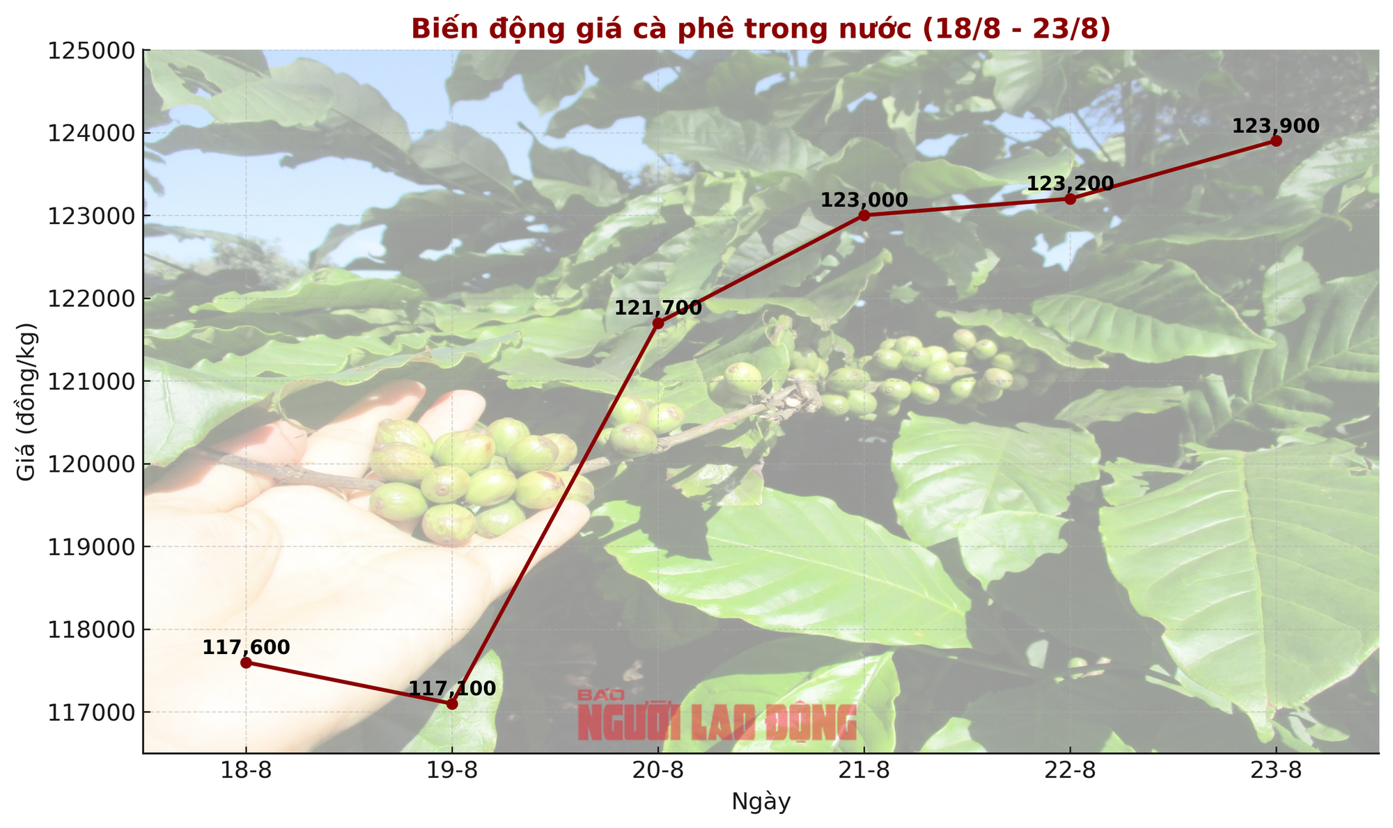 Giá cà phê hôm nay 24-8: Giá thế giới tăng phi mã, trong nước chững lại- Ảnh 1.