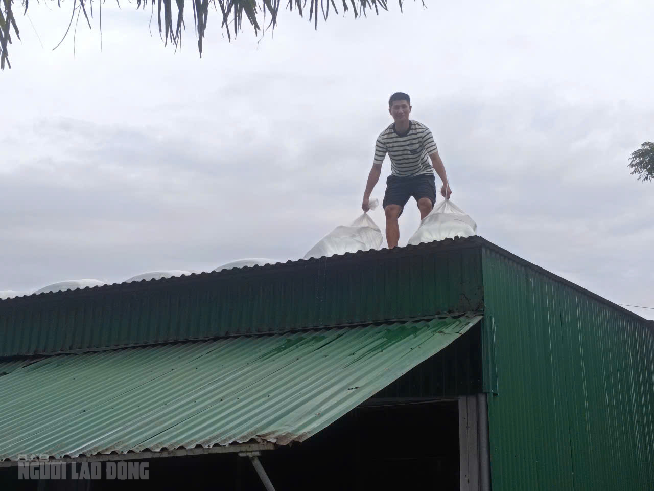 VIDEO: Người d&acirc;n hối hả chằng chống nh&agrave;, k&eacute;o thuyền l&ecirc;n bờ trước khi b&atilde;o số 5 v&agrave;o đất liền - Ảnh 8.