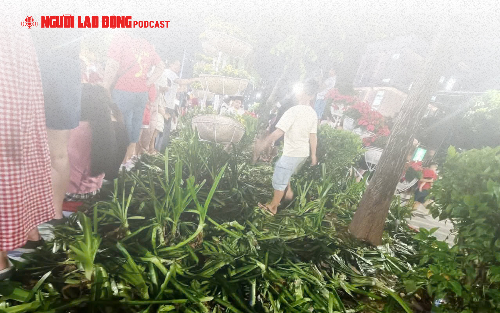 Sau 2 buổi tổng hợp luyện diễu binh: Hàng ngàn m2 hoa, cây cảnh bị giẫm đạp, mất trộm